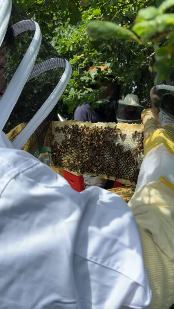 Visite guidée des jardins + initiation à l'apiculture ! – Image 3