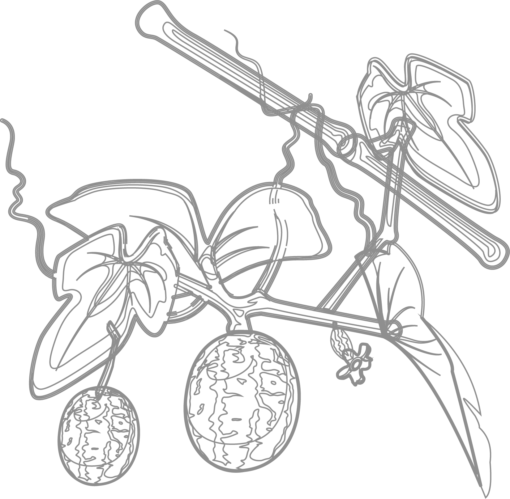 concombre du mexique N&B