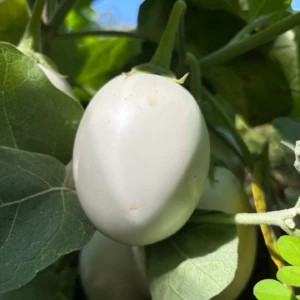 Aubergine blanche ronde à Oeuf