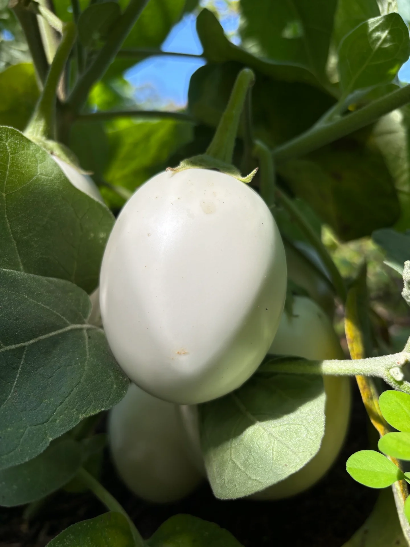 Aubergine blanche ronde à Oeuf