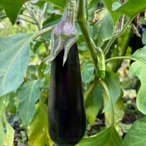 Aubergine Diamond