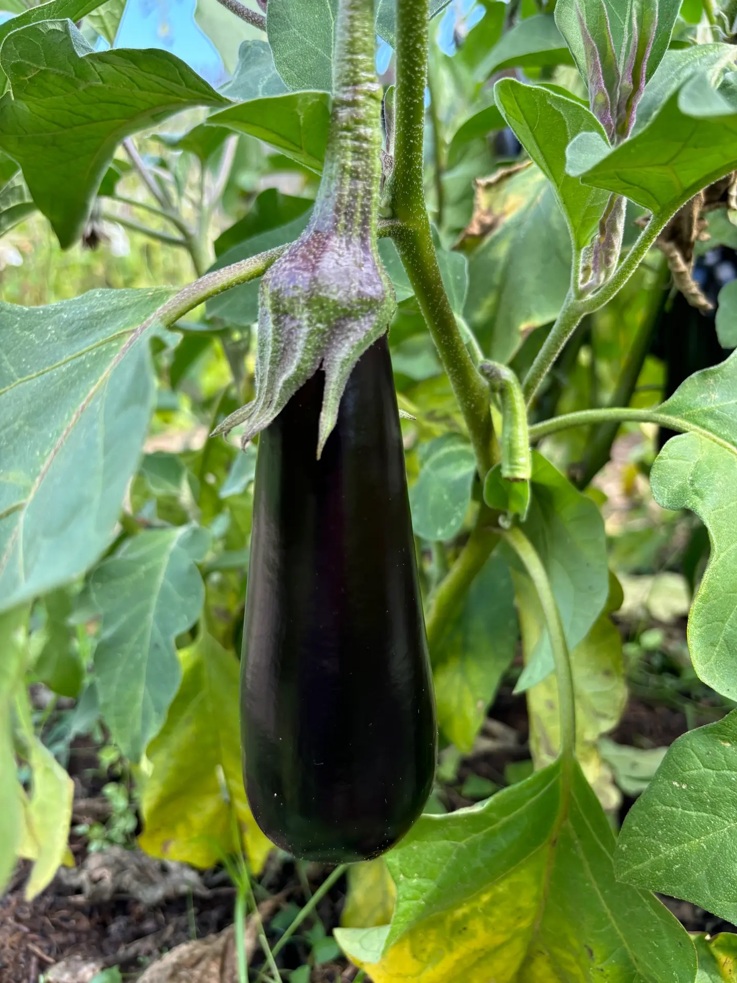 Aubergine Diamond