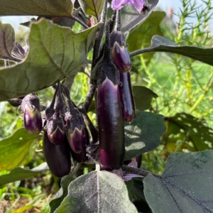 Aubergine Little Finger