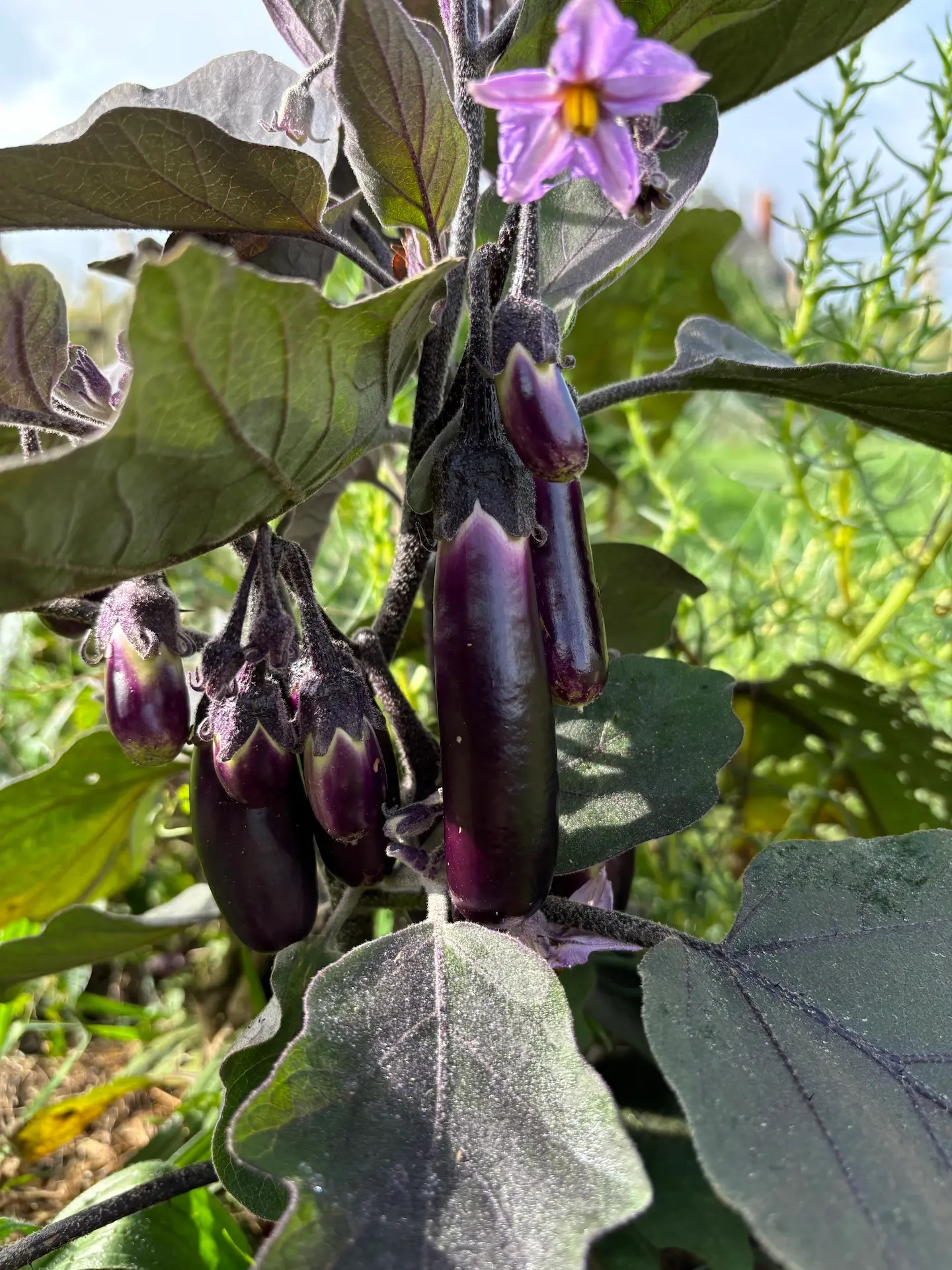 Aubergine Little Finger