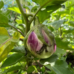 Aubergine Rosa Bianca 2