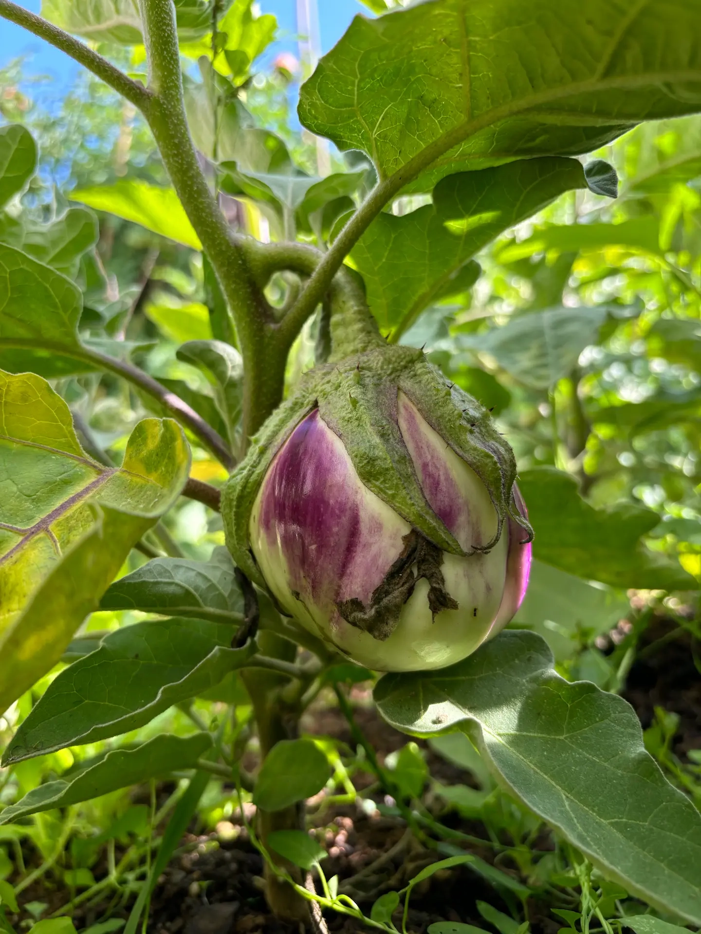 Aubergine Rosa Bianca 2