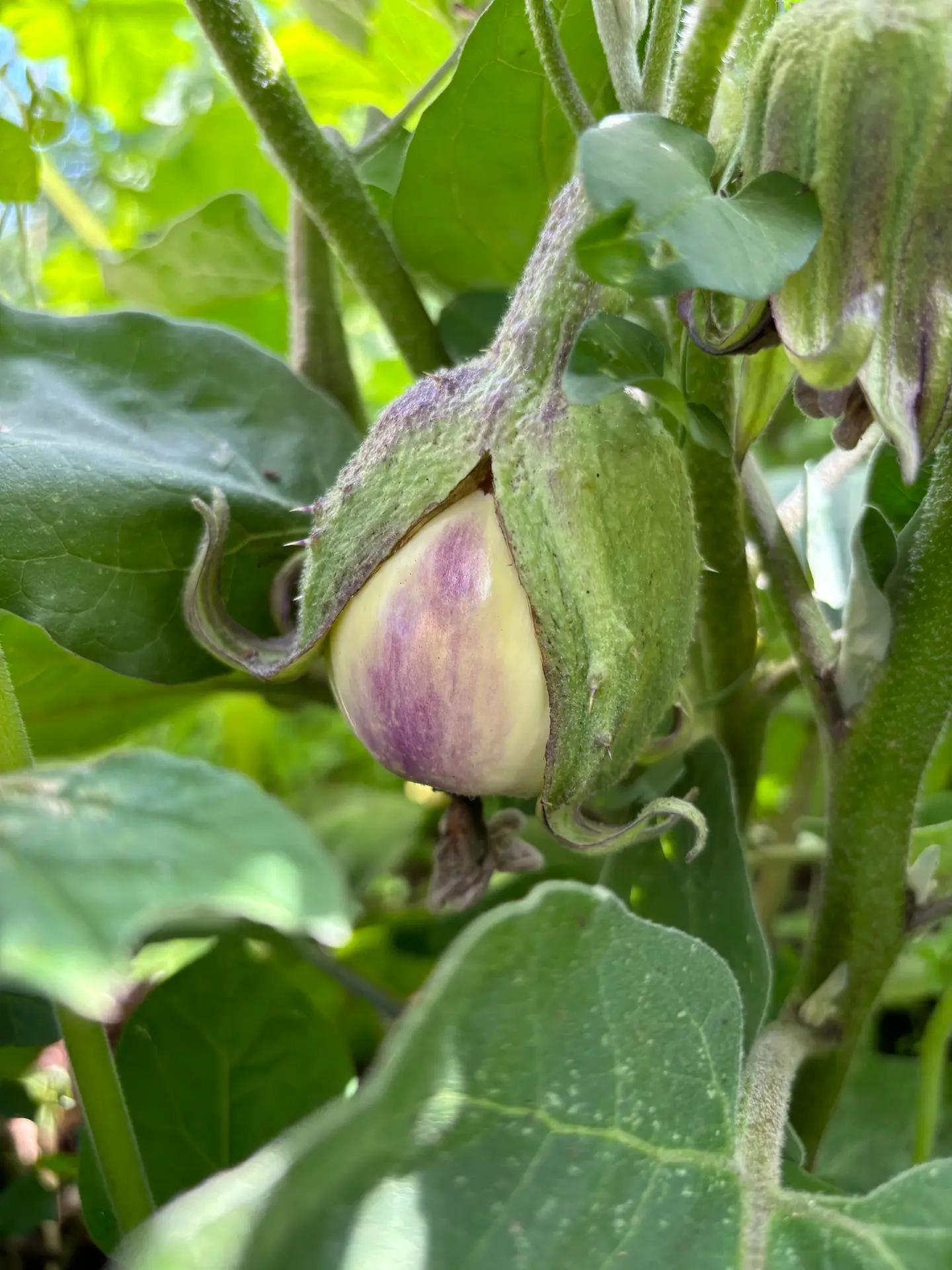 Aubergine Rosa Bianca