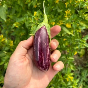 Aubergine Tsakoniki