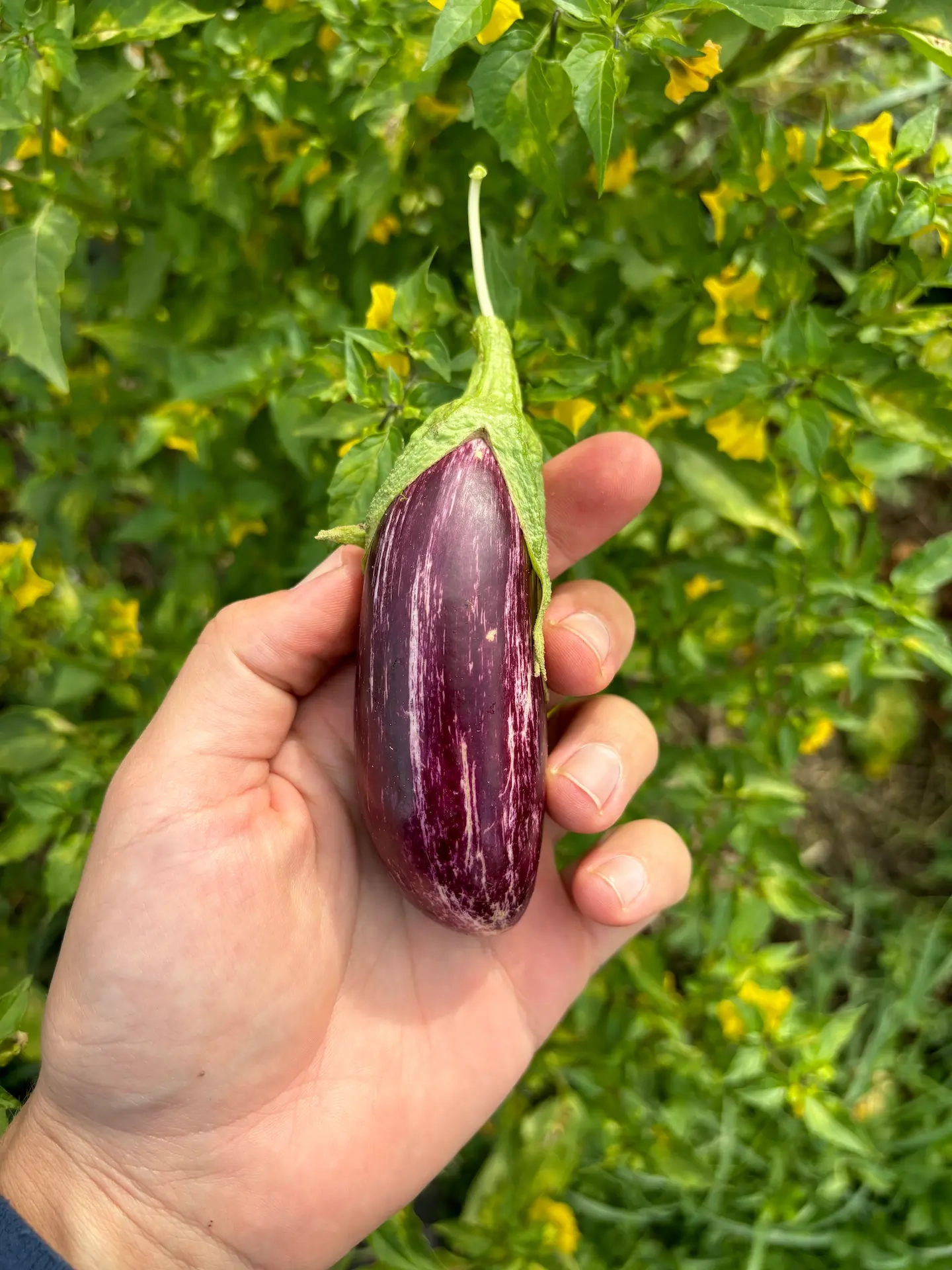 Aubergine Tsakoniki