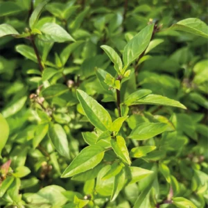 Basilic Cannelle