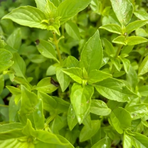 Basilic Citron