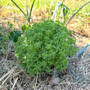 Basilic Grec