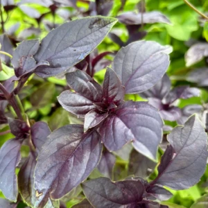 Basilic Osmin