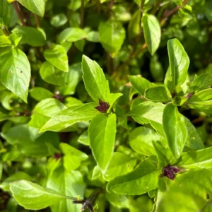 Basilic Thaï