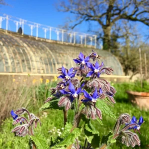 Bourrache officinale bleue