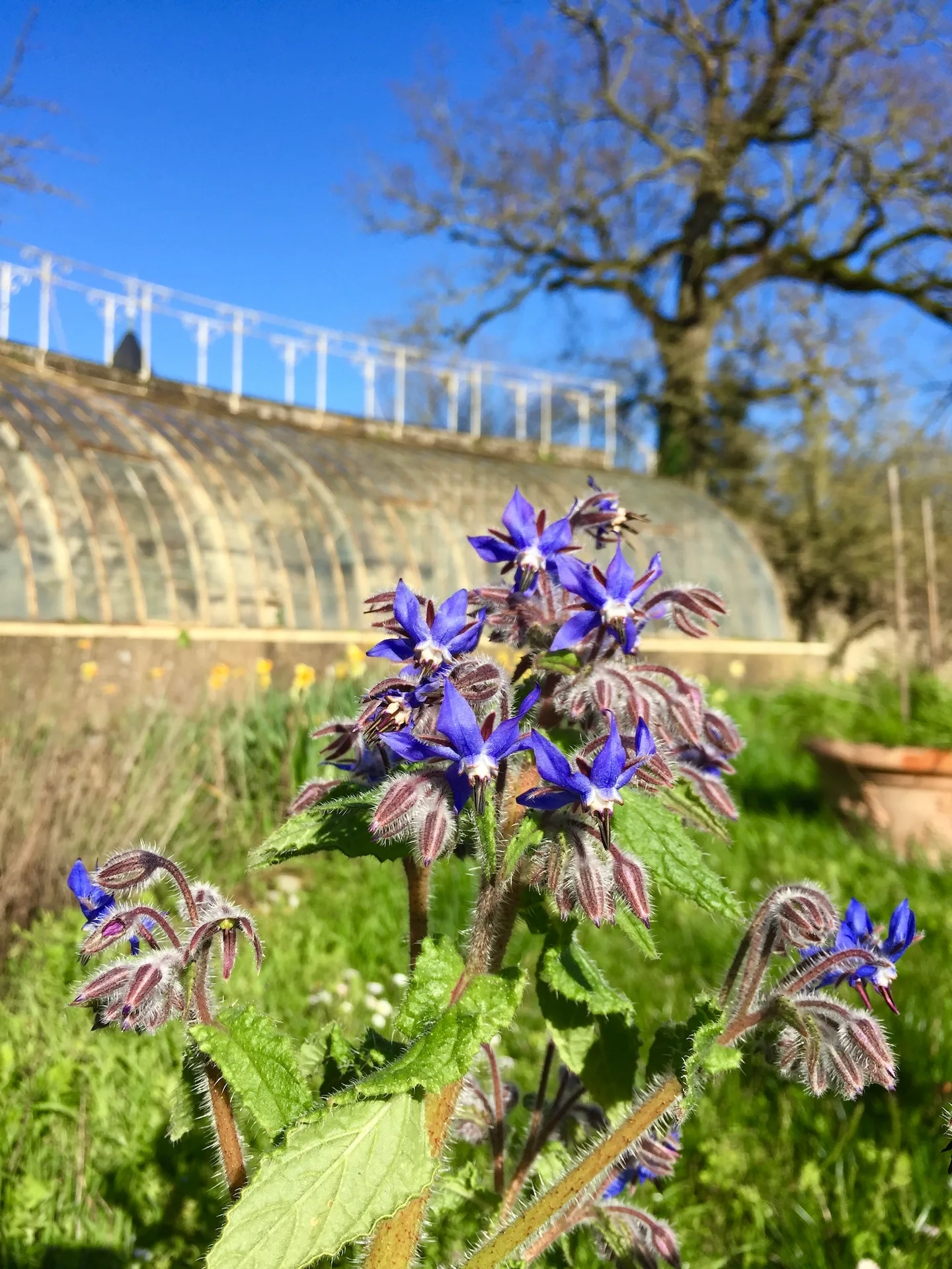 Bourrache officinale bleue