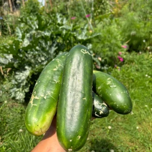 Concombre le Genereux