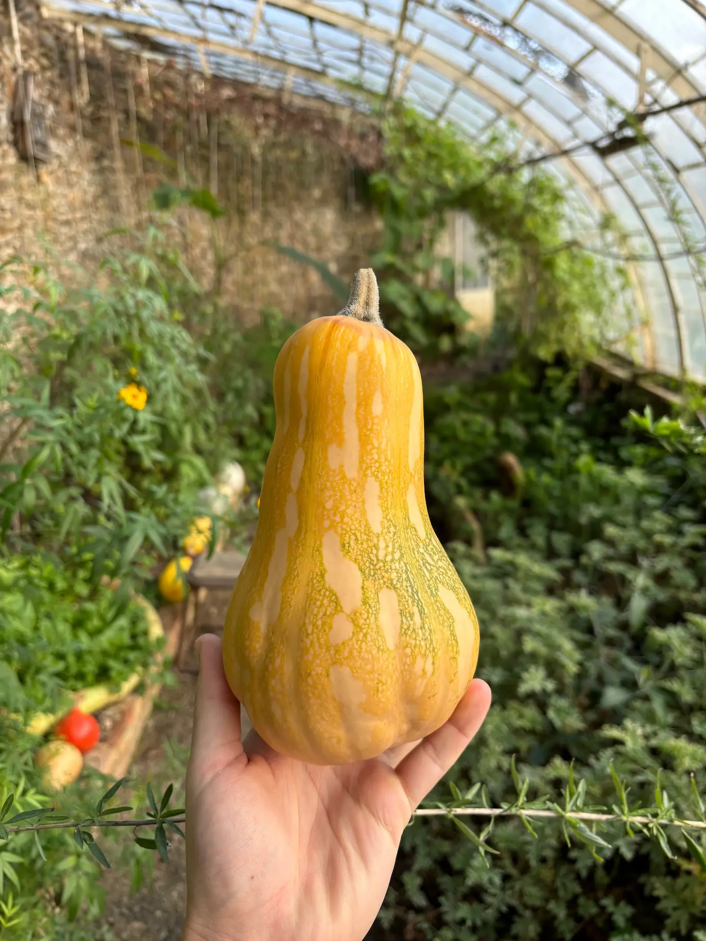 Courge Ayote 2