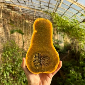 Courge Ayote