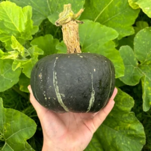 Courge Hokkaïdo