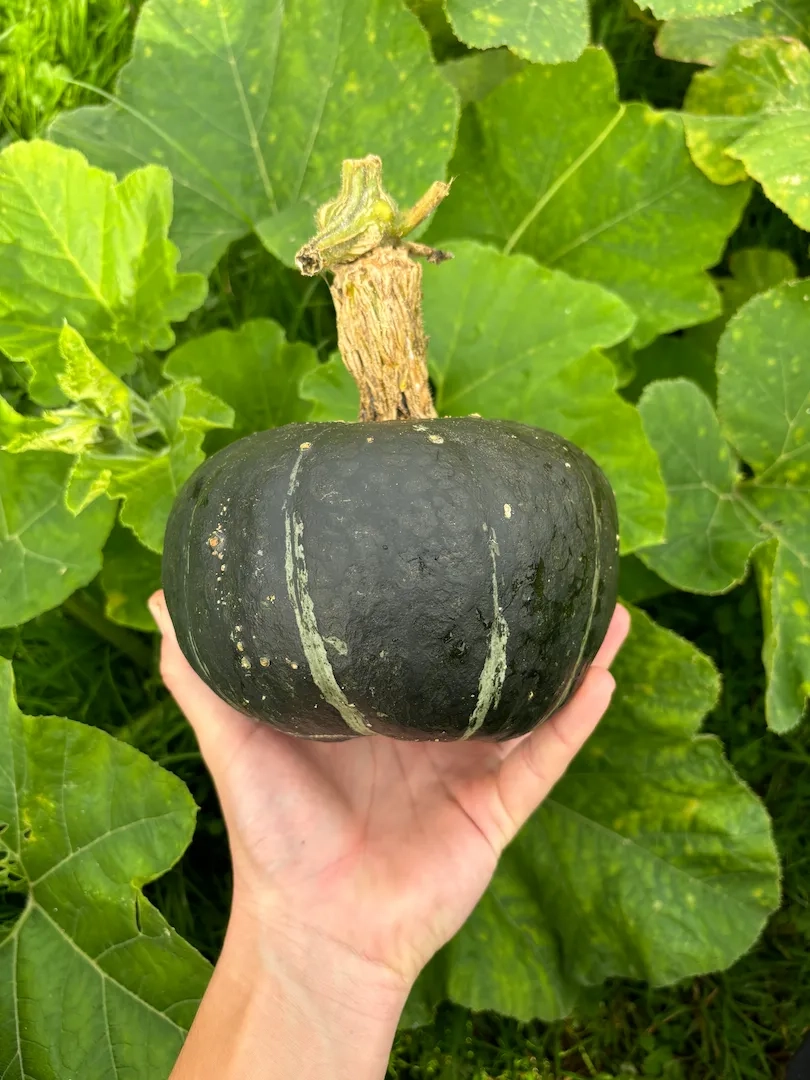 Courge Hokkaïdo