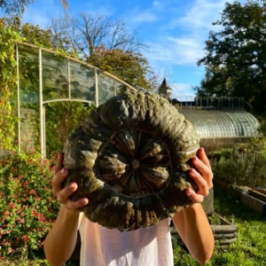 Courge Marina Di Chioggia