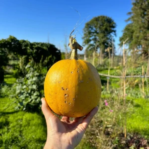 Courge Melonnette Jaspée de Vendée