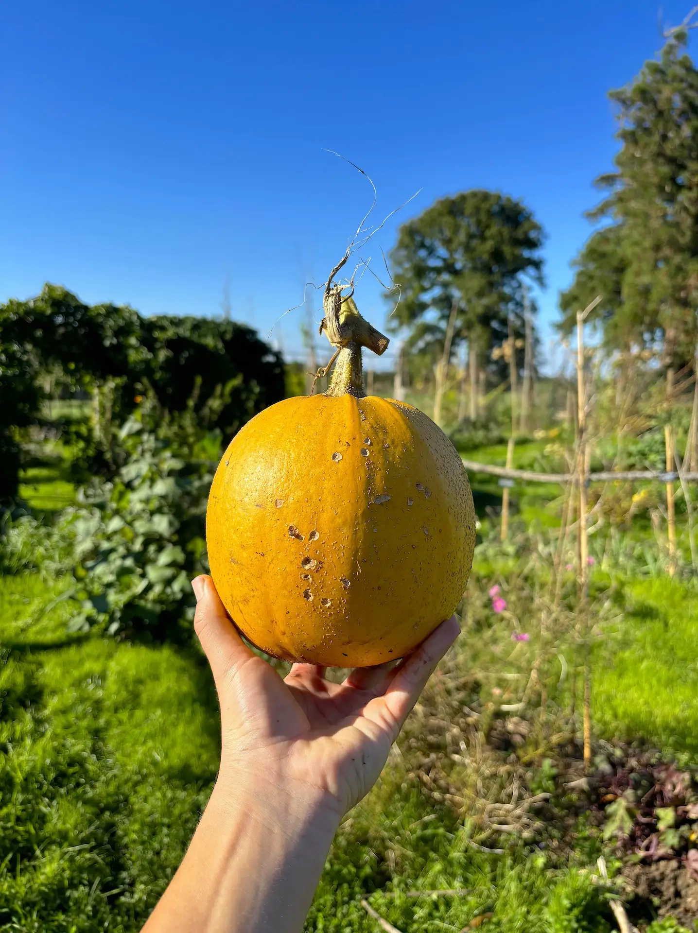 Courge Melonnette Jaspée de Vendée
