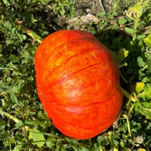 Courge Rouge Vif d'Etampes
