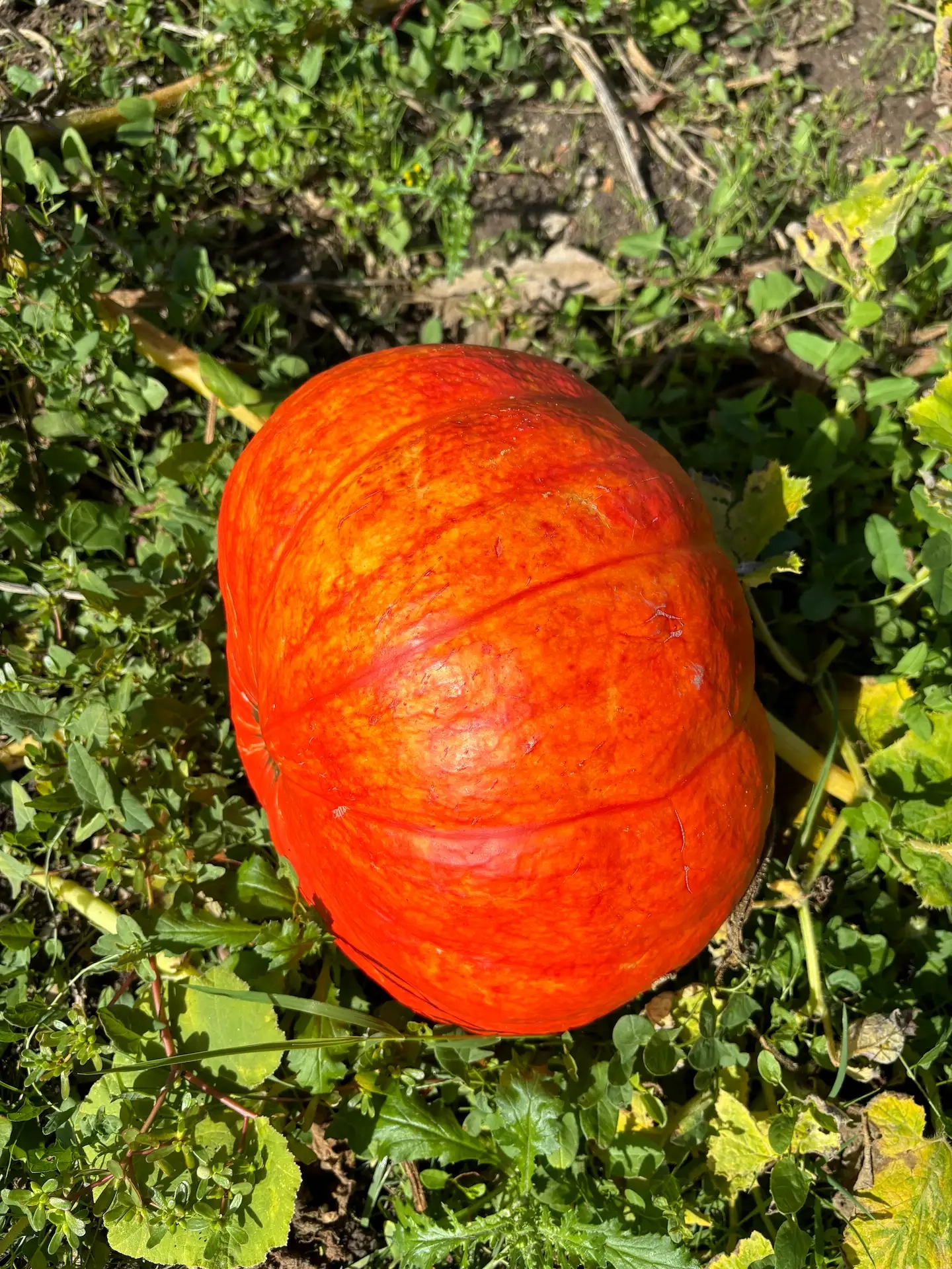 Courge Rouge Vif d'Etampes