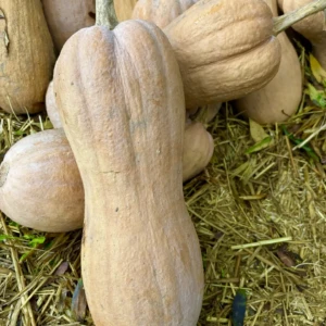 Courge Violina