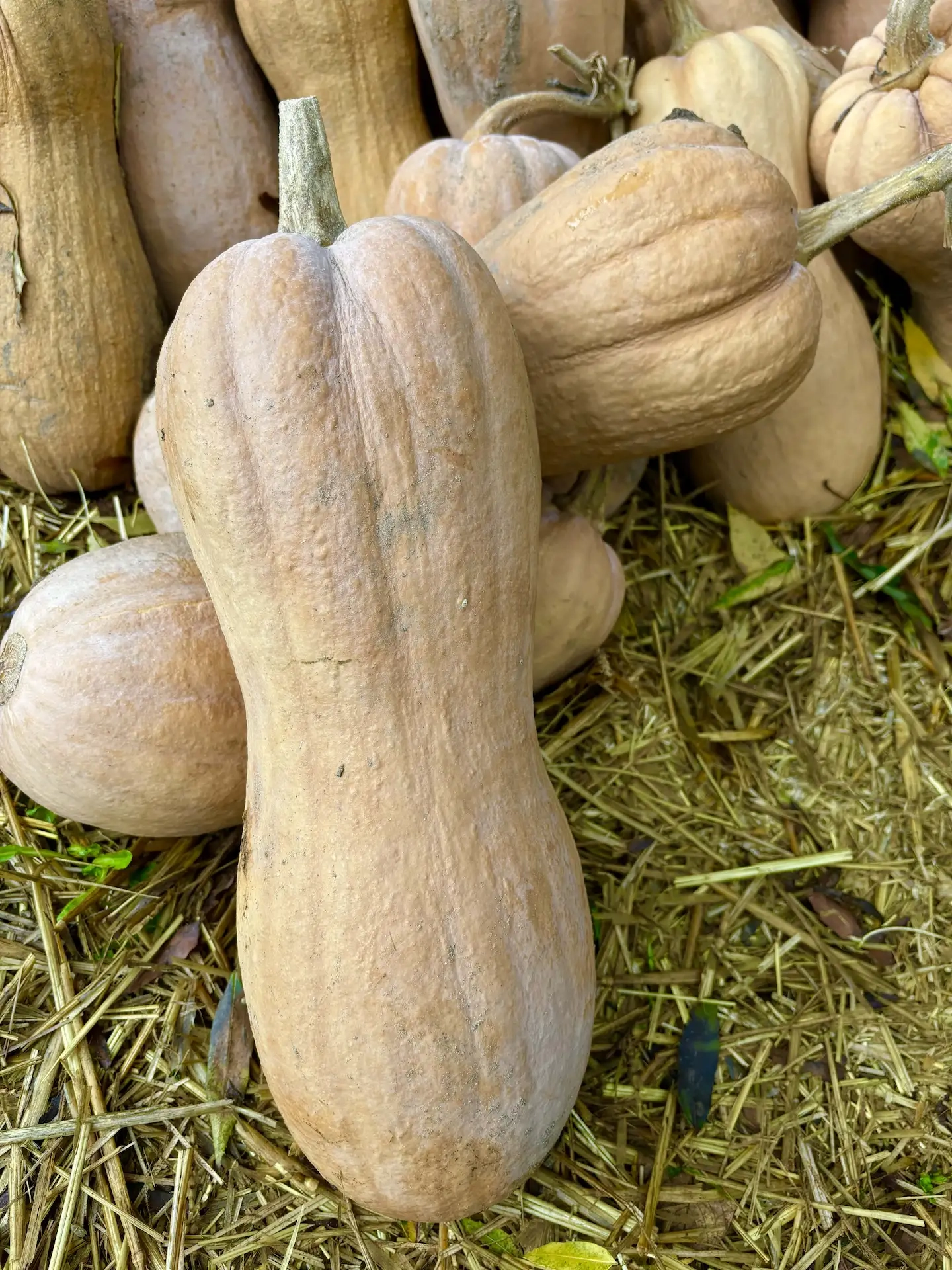 Courge Violina