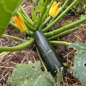 Courgette Black Beauty