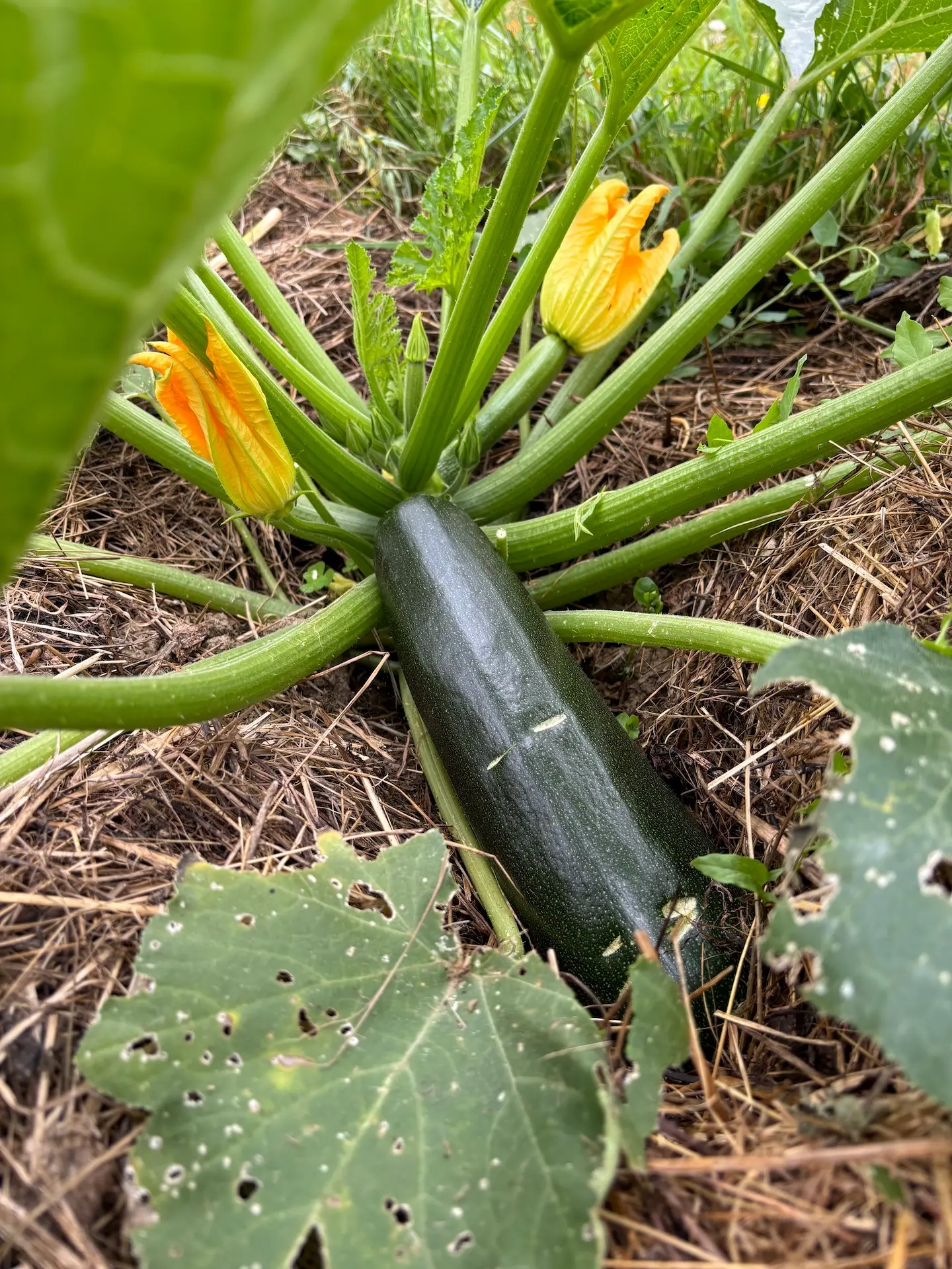Courgette Black Beauty