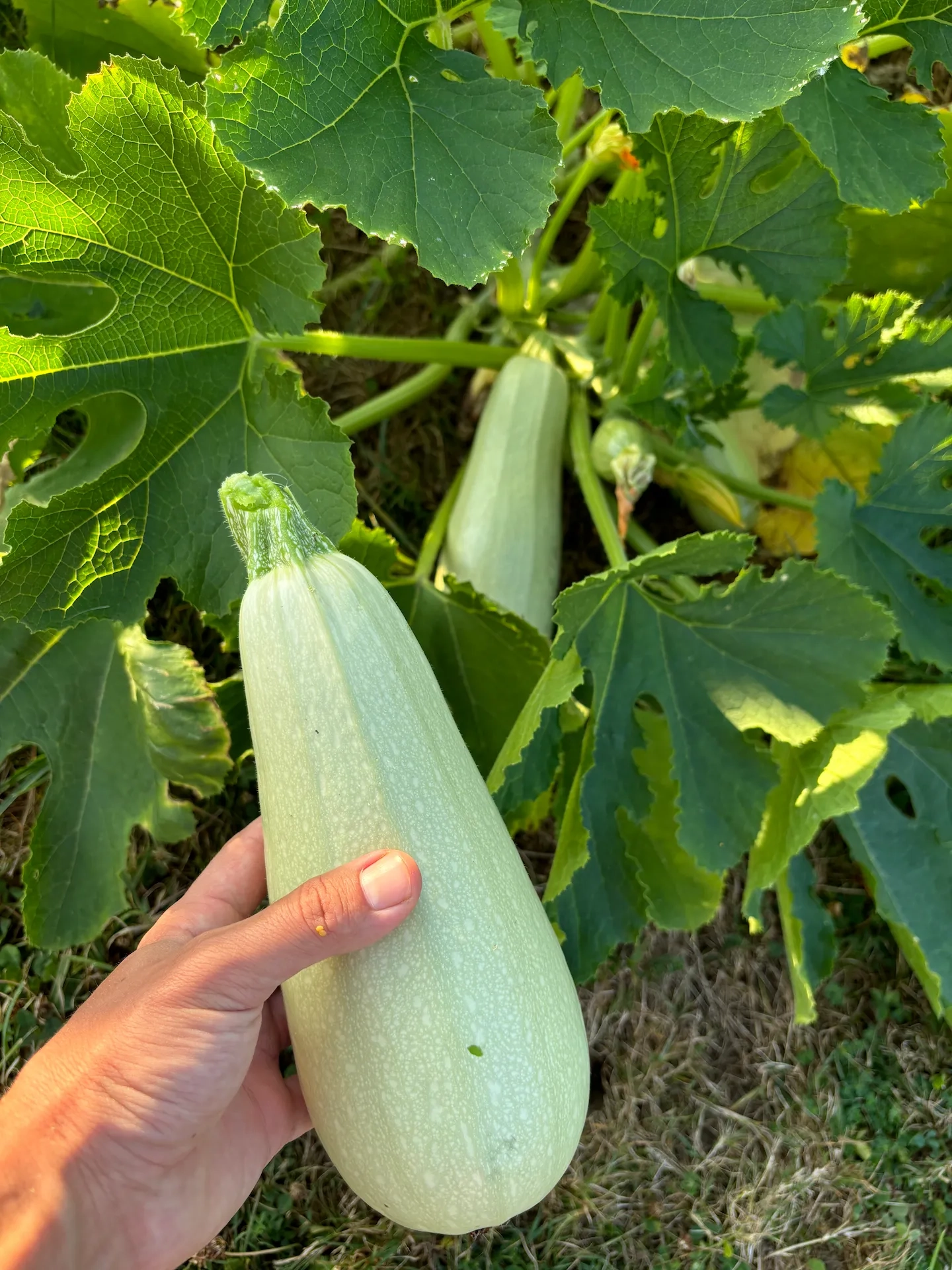 Courgette Blanche d'egypte 2