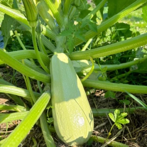 Courgette Blanche D'egypte