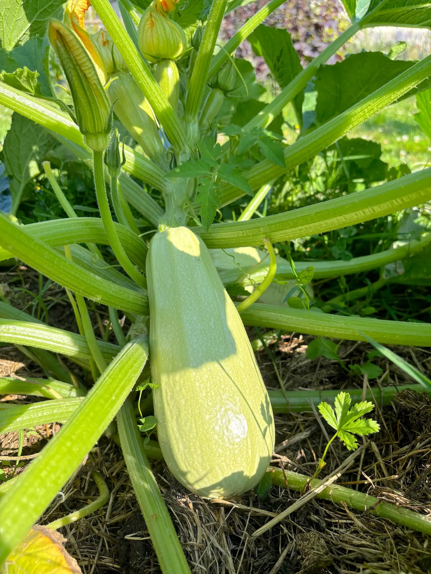Courgette Blanche D'egypte