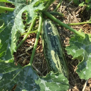 Courgette Cocozelle