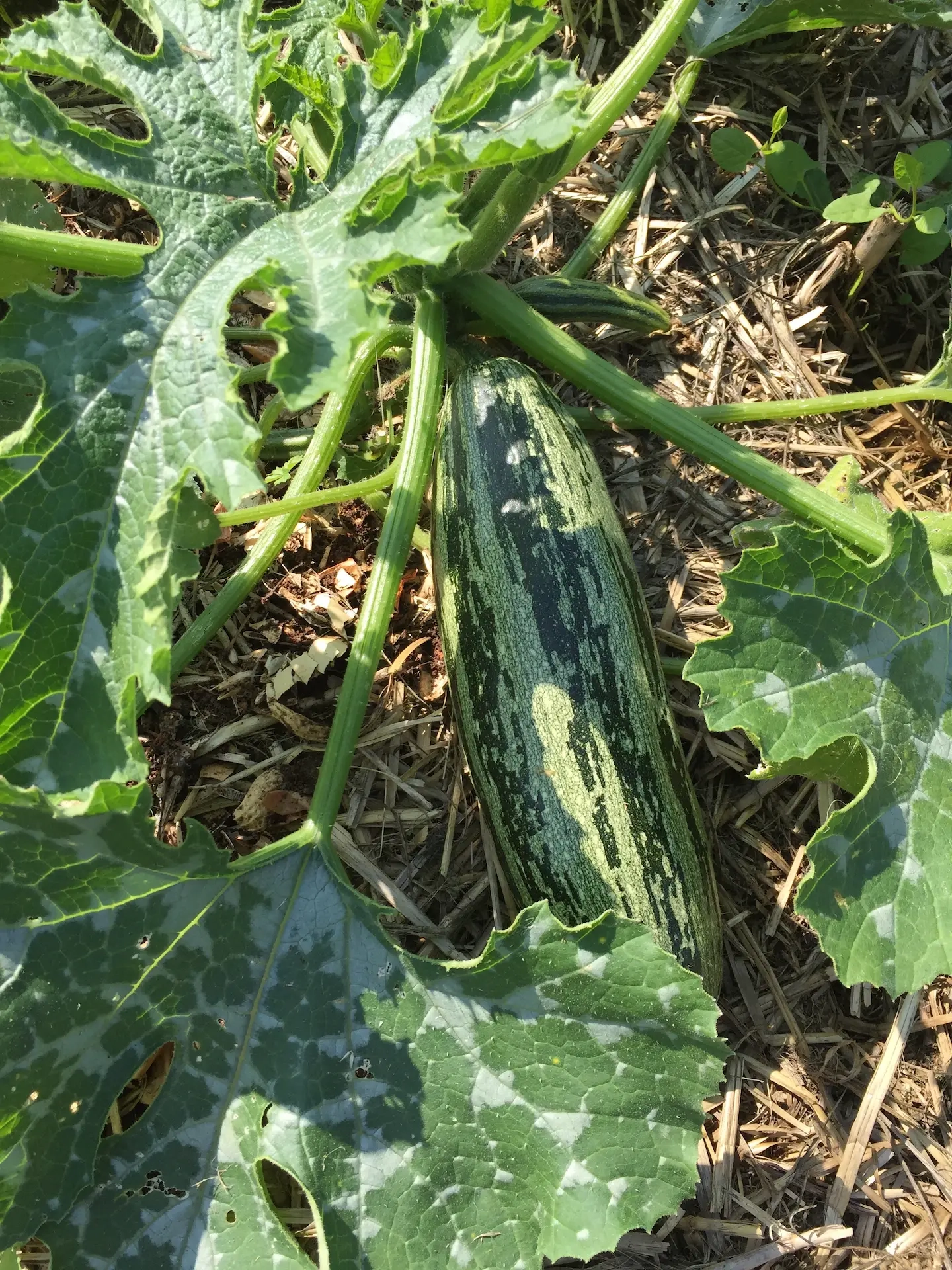 Courgette Cocozelle
