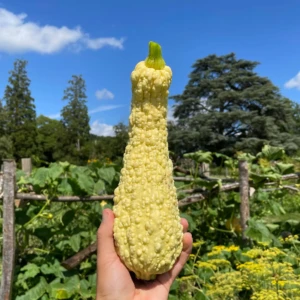 Courgette Pop-corn