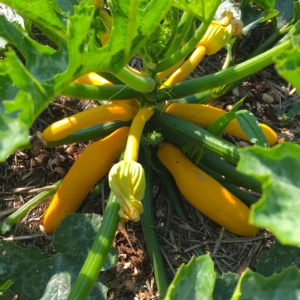 Courgette Rheinau Gold