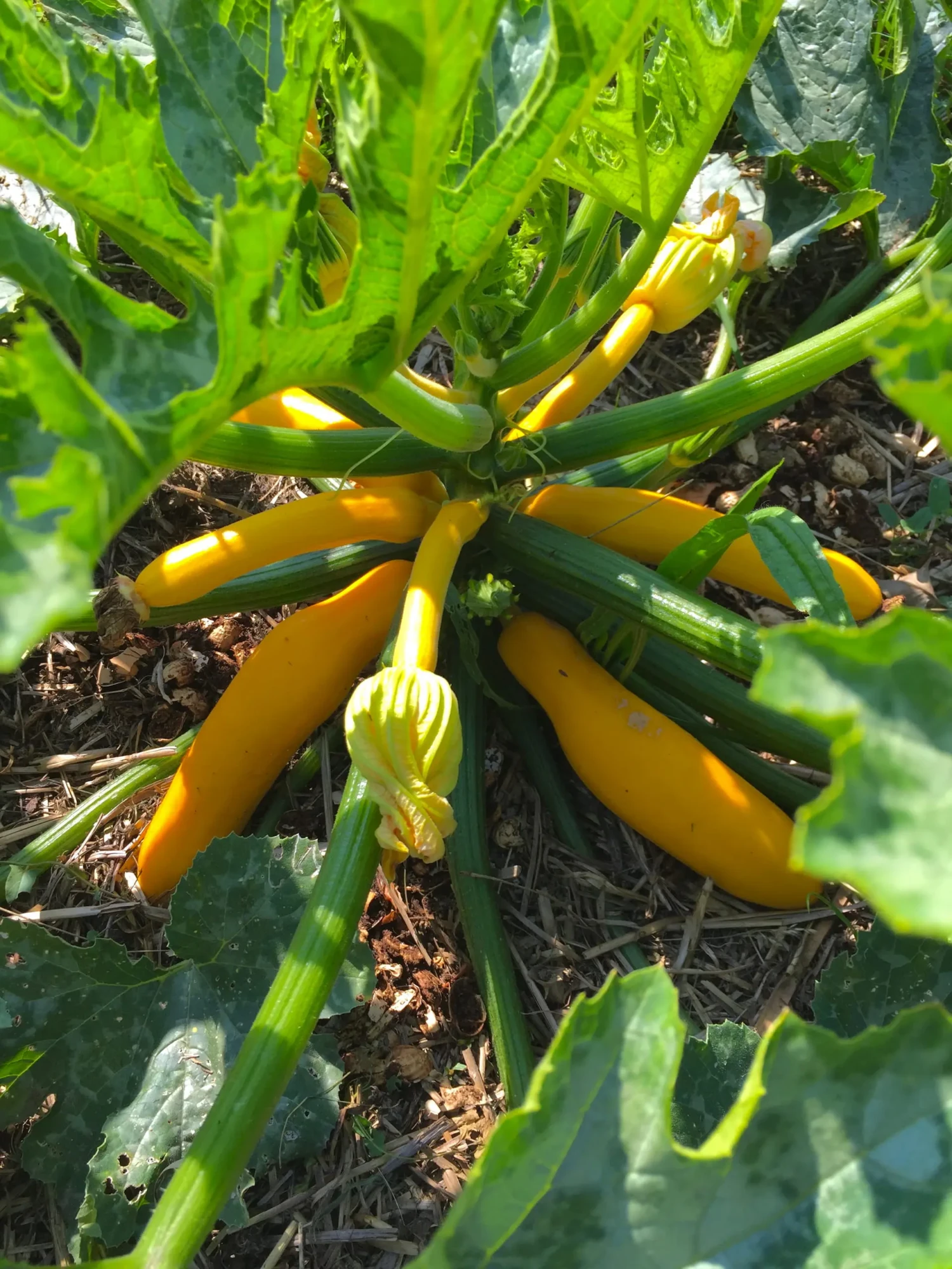 Courgette Rheinau Gold