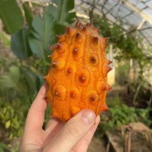 graine Kiwano