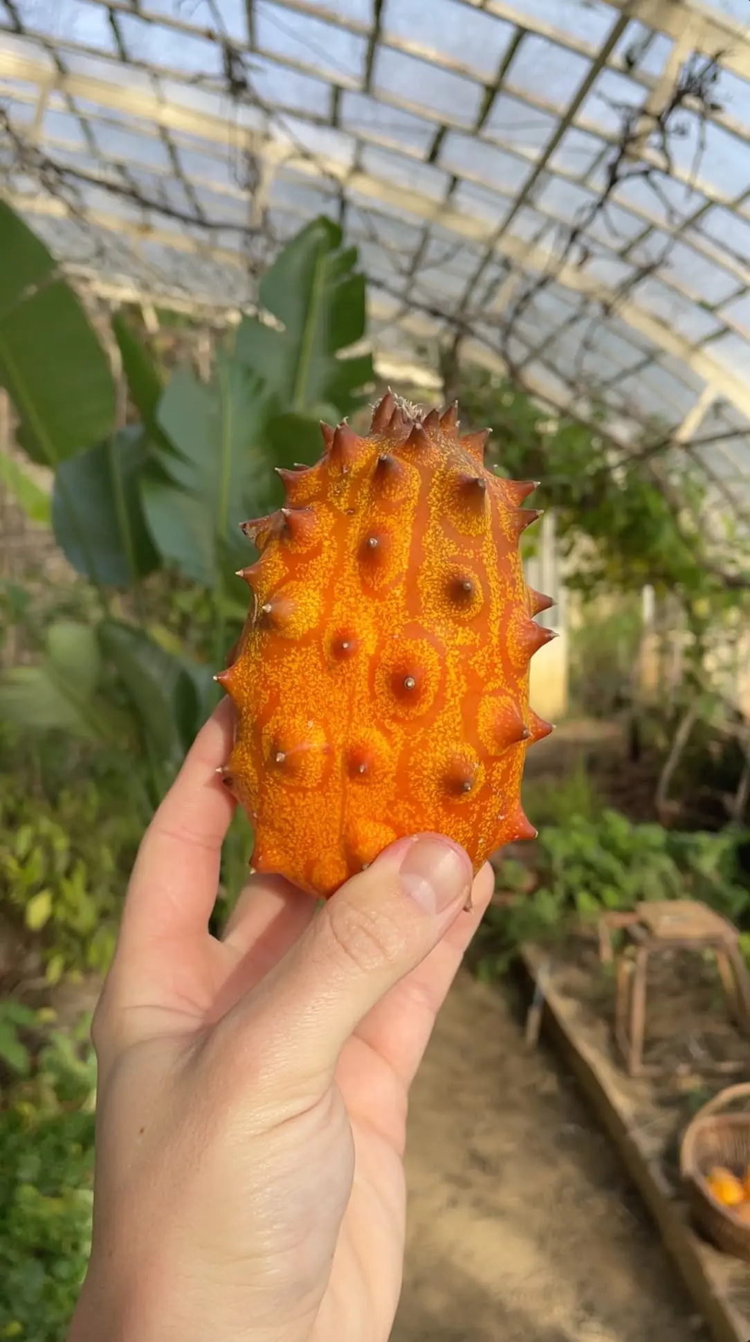 graine Kiwano