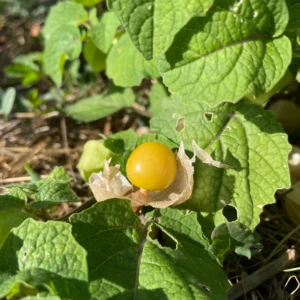 Physalis Goldie