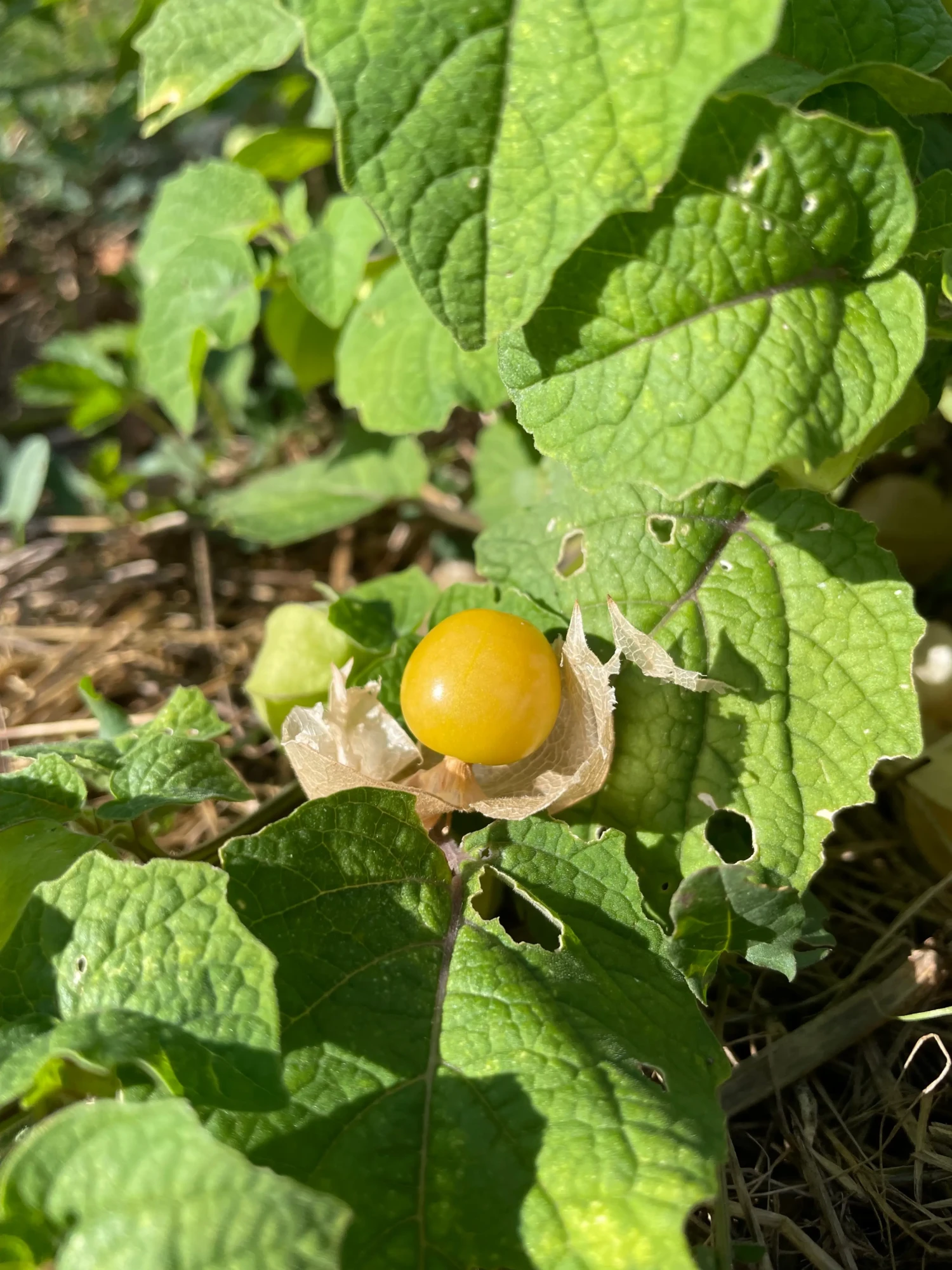 Physalis Goldie