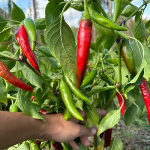Piment de Cayenne
