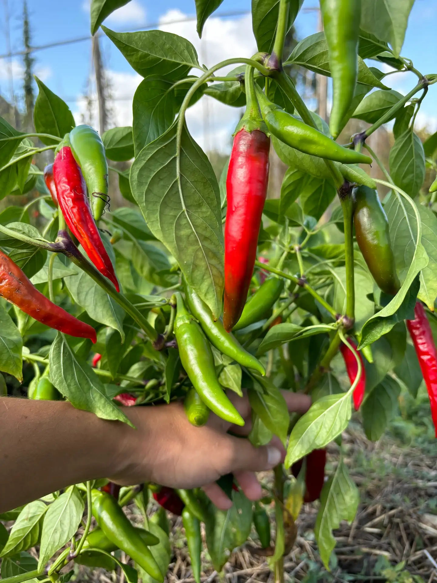 Piment de Cayenne
