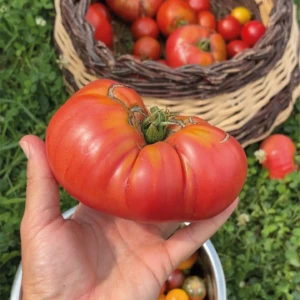Tomate 1884