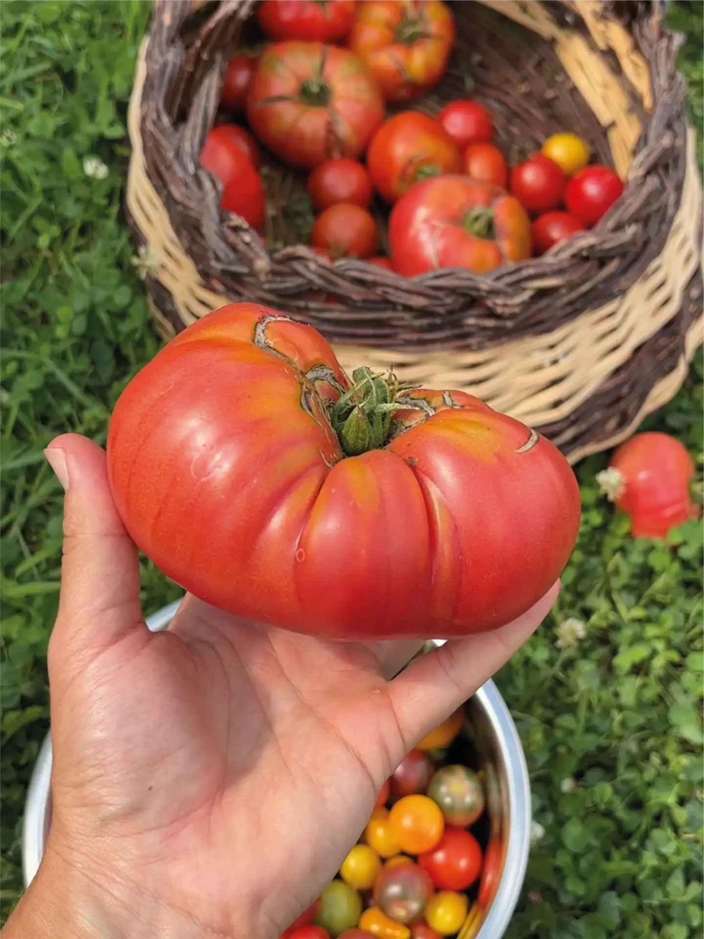 Tomate 1884